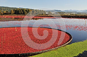 Cranberry bog