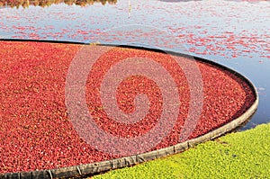 Cranberry bog