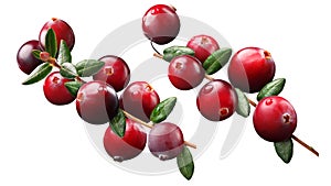 Cranberry branch composition, clipping paths