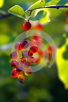 Cranberry bush fruit