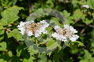 Cranberry bush viburnum (viburnum trilobum) flowers