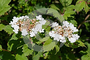 Cranberry bush viburnum (viburnum trilobum) flowers