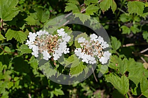 Cranberry bush viburnum (viburnum trilobum) flowers