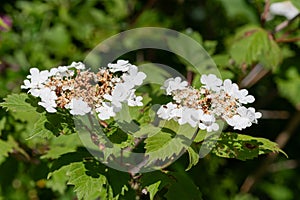 Cranberry bush viburnum (viburnum trilobum) flowers