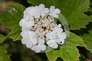 Cranberry bush viburnum (viburnum trilobum) flowers