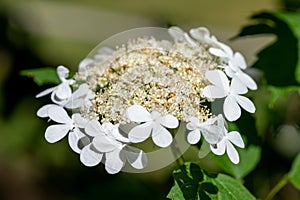 Cranberry bush viburnum (viburnum trilobum) flowers