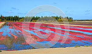 Cranberry farm water management harvesting