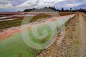 Cranberry fields by a farm road