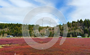 Cranberry Fields in Grayland Washington