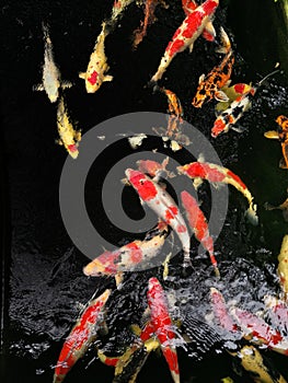 Cranberry fish are eating feed pellet in the pondâ€‹ atâ€‹ Bangkokâ€‹ Thailand. Some are eating algae or moss.