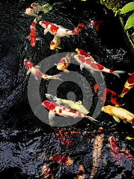 Cranberry fish are eating feed pellet in the pondâ€‹ atâ€‹ Bangkokâ€‹ Thailand. Some are eating algae or moss.