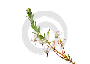 Cranberry flowers (Vaccinium macrocarpon)