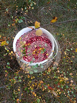 Cranberry. In a forest