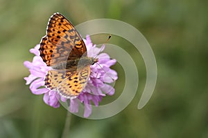 cranberry fritillary butterfly pollinating a purple scabiosa flower