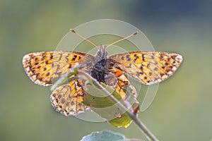 Cranberry Fritillary seen from underside