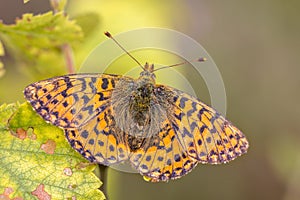 Cranberry Fritillary warming wings in sun