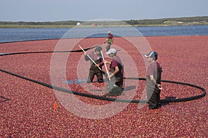 Cranberry harvester