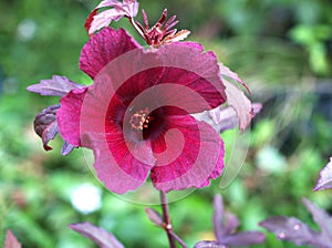 Cranberry hibiscus plant ,Dark red flower ,Hibiscus acetosella ,African rosemallow ,False roselle ,Maroon mallow ,Florida cranberr