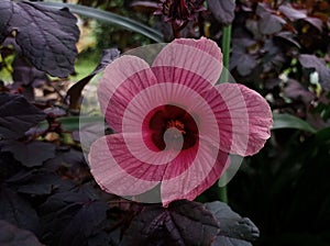 Cranberry hibiscus plant in the garden