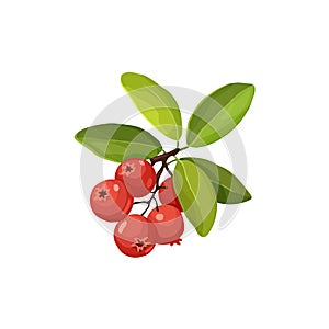 Cranberry icon isolated