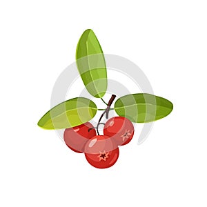 Cranberry icon isolated