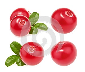 Cranberry isolated. set