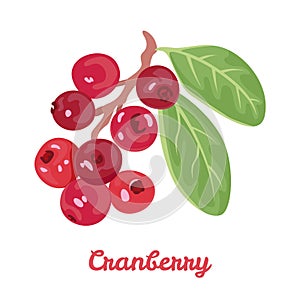 Cranberry isolated on white background. Branch with red berries and green leaves.