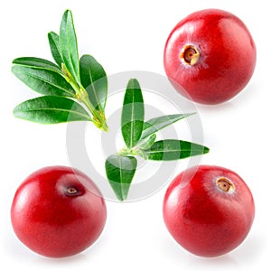 Cranberry with leaf. Collection on white background photo