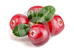 Cranberry with leaf isolated on white background closeup macro