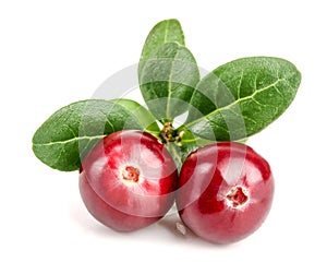 Cranberry with leaf isolated on white background closeup macro