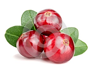 Cranberry with leaf isolated on white background closeup macro