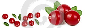 Cranberry with leaves isolated on white background with full depth of field. Top view with copy space for your text