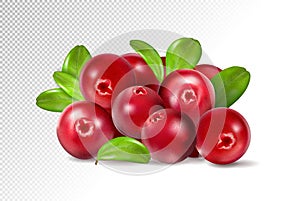 Cranberry with leaves on transparent background. Realistic vector. 3d illustration