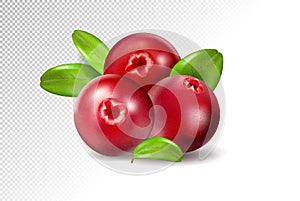 Cranberry with leaves on transparent background. Realistic vector. 3d illustration