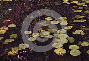 Cranberry Marsh And Lily Pads