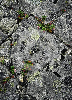 Cranberry overgrown into granite rock