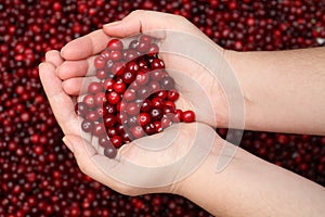 Cranberry in palms photo