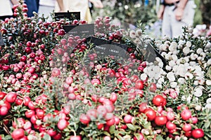 Cranberry plants in pot on sale at the Columbia Road Flower Market, London