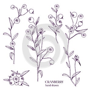 Cranberry set. Detailed hand drawn branches with berries. Black and white hand drawn illustrations.