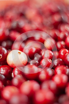 Cranberry. Small forest red berry. A scattering of cranberries. Vitamins from nature