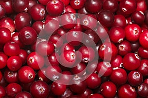 Cranberry v. oxycoccus background, top