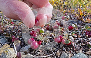 Cranberry Vaccinium vitis-idaea pick alpine tundra photo
