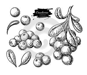 Cranberry vector drawing. Isolated berry branch sketch on white