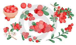 Cranberry vector drawing set. Isolated icons with raw cranberries berry on branch, handful of berries on white