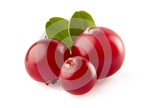 Cranberry on white background