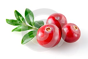 Cranberry on white photo