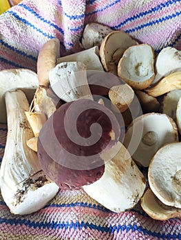 Cranberry White mushroom collected in the forest with cranberries