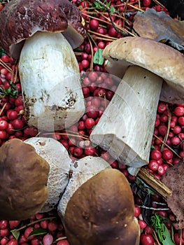 Cranberry White mushroom collected in the forest with cranberries