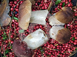 Cranberry White mushroom collected in the forest with cranberries