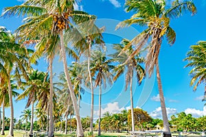 Crandon Beach Park in Miami, Florida featuring lush green palm trees growing alongside a fence